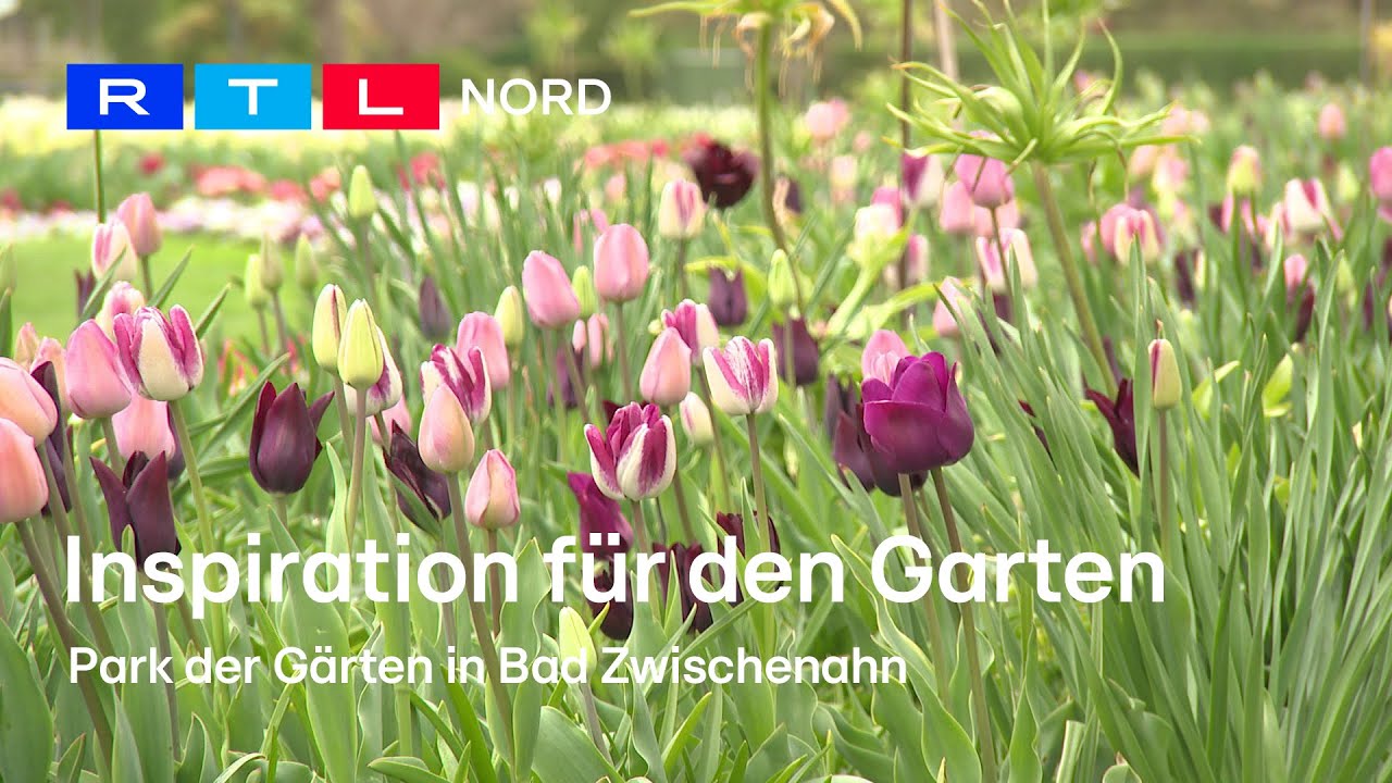 Standbild der RTL-Nord-Reportage: Tulpenbeet im Park der Gärten
