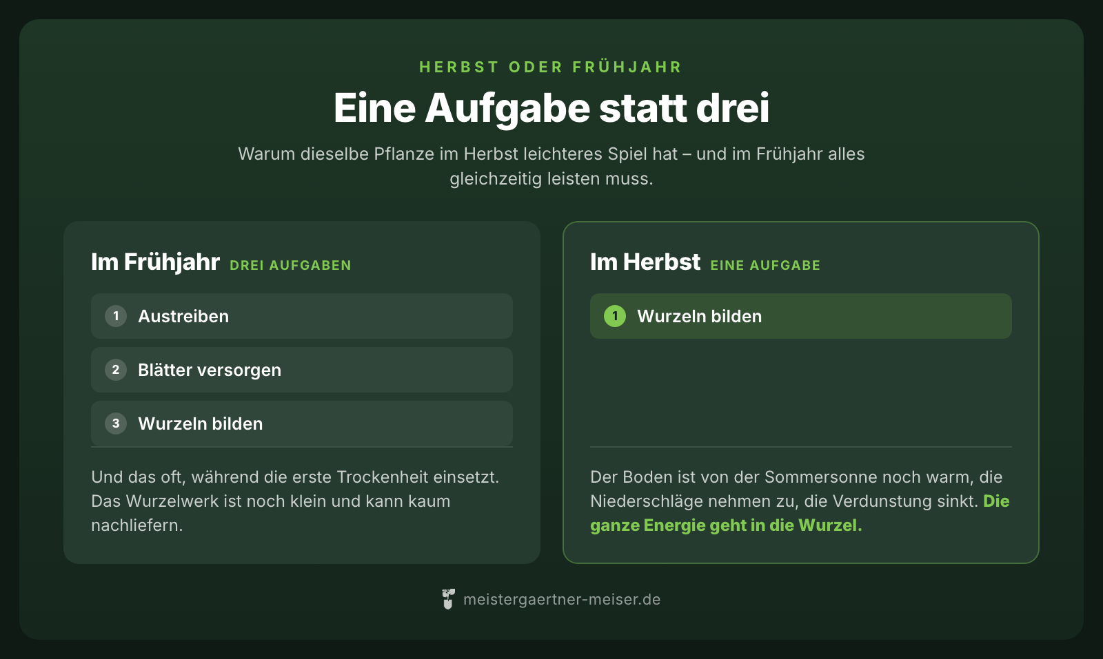 Gegenüberstellung: Im Frühjahr muss eine Pflanze austreiben, Blätter versorgen und Wurzeln bilden. Im Herbst bleibt nur eine Aufgabe – Wurzeln bilden.