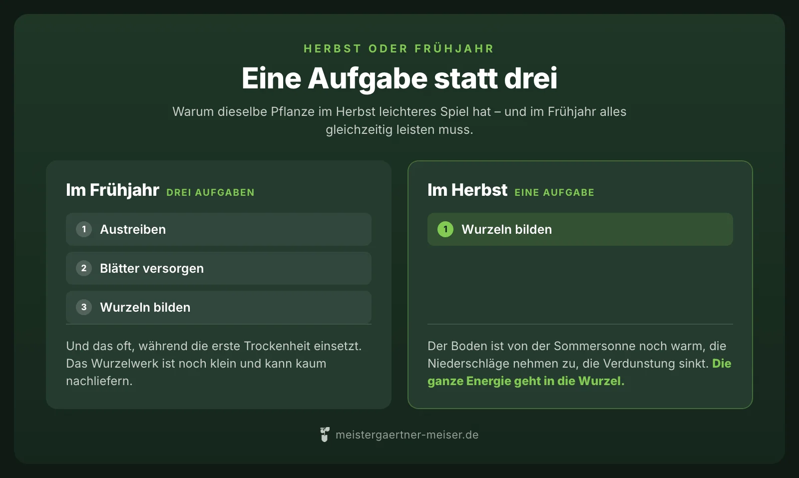 Gegenüberstellung: Im Frühjahr muss eine Pflanze austreiben, Blätter versorgen und Wurzeln bilden. Im Herbst bleibt nur eine Aufgabe – Wurzeln bilden.