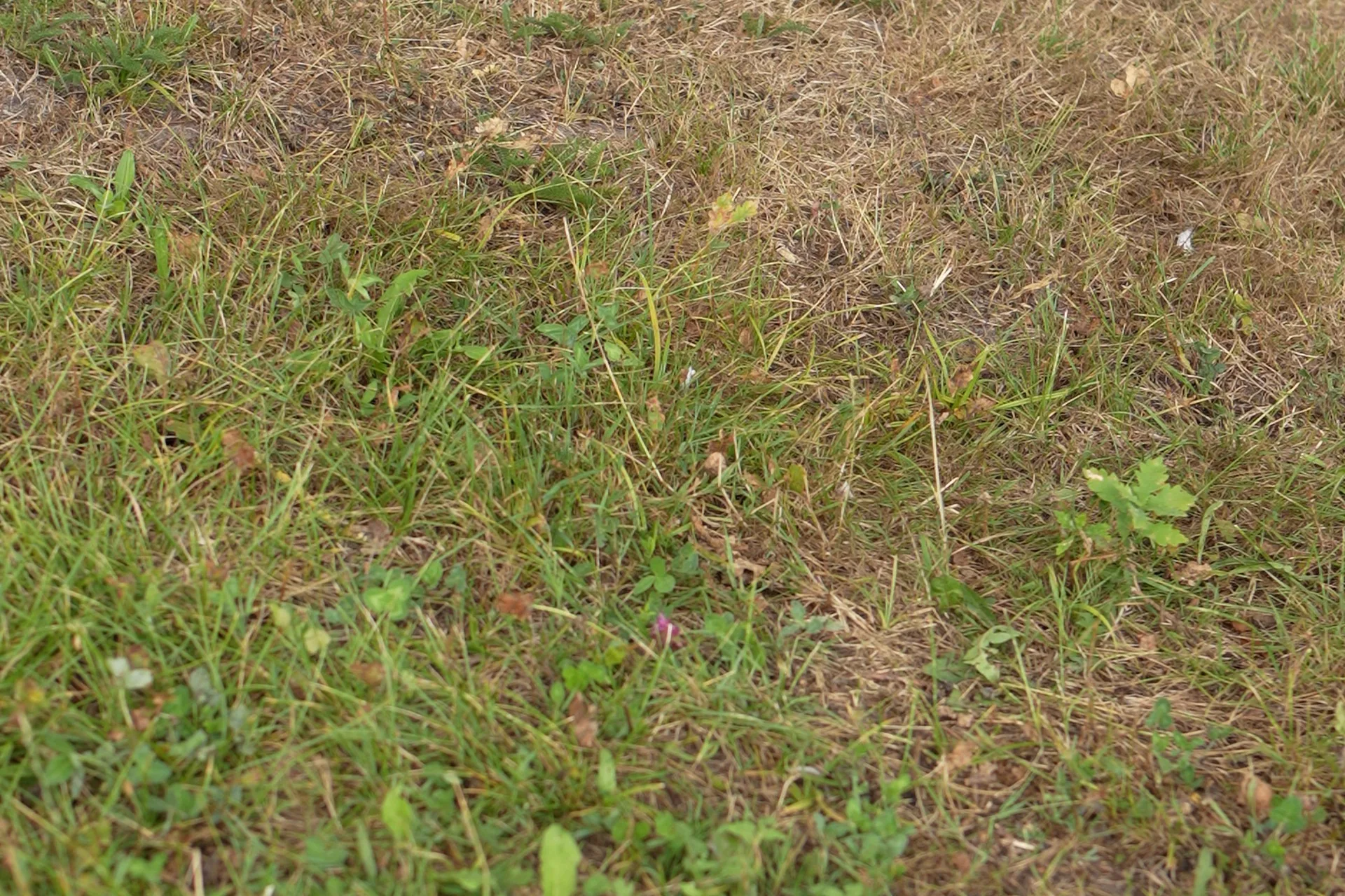 Trockener, lückiger Rasen nach dem Sommer an einer Pflasterkante