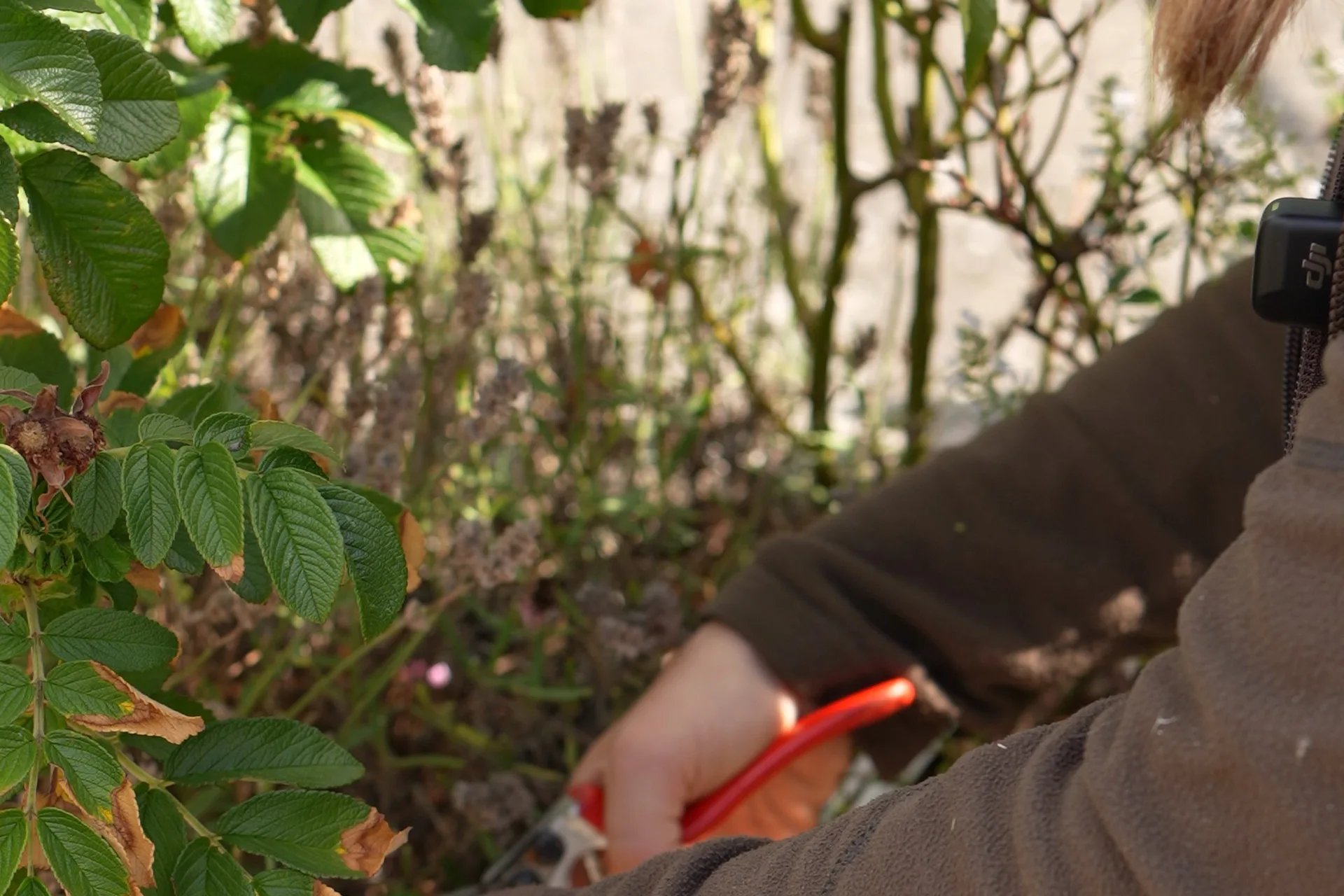 Hand mit roter Gartenschere beim gezielten Rückschnitt verblühter Stauden in einem Hochbeet