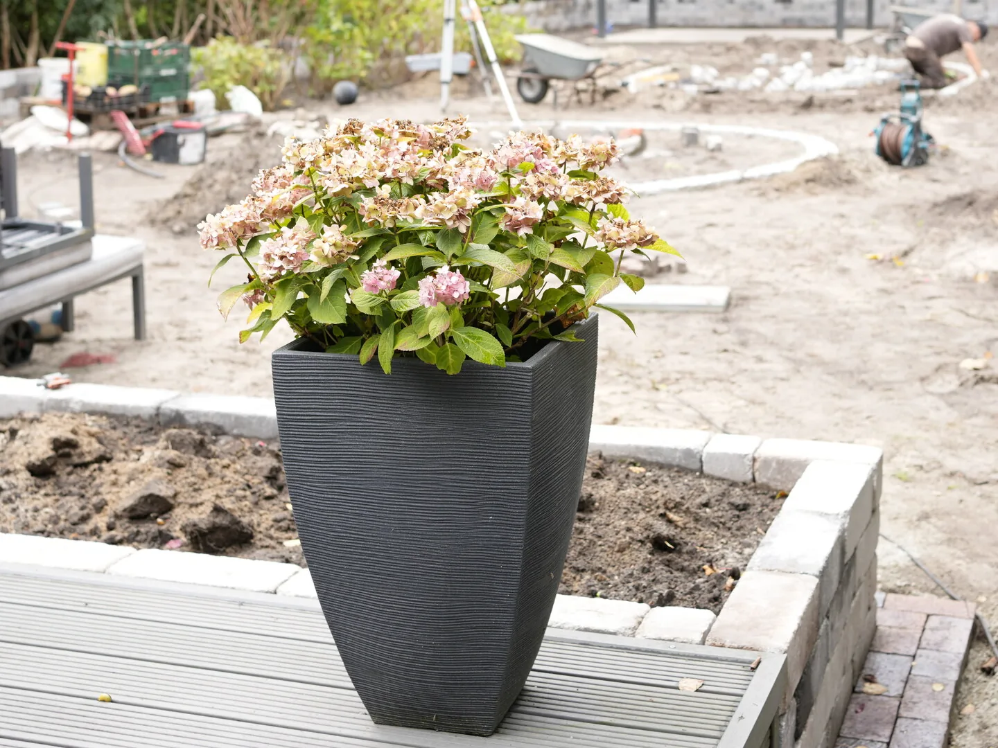 Hortensie in einem grauen Pflanzkübel auf einer Holzterrasse