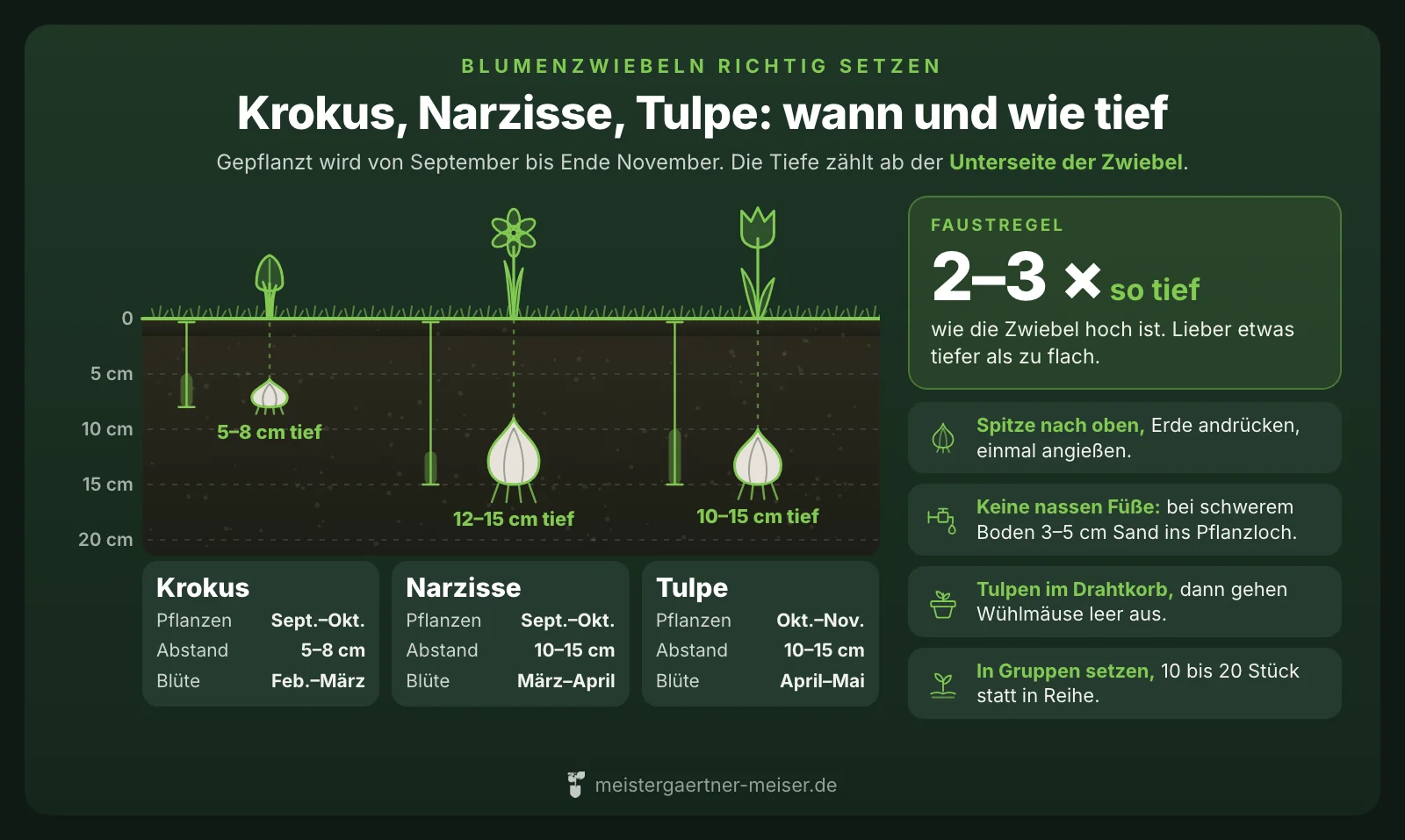 Grafik im Bodenprofil: Krokus 5 bis 8 Zentimeter tief, Narzisse 12 bis 15 Zentimeter, Tulpe 10 bis 15 Zentimeter, jeweils mit Pflanzzeit, Abstand und Blütezeit sowie der Faustregel zwei- bis dreimal so tief, wie die Zwiebel hoch ist